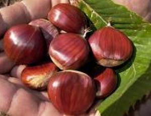 castagne2.jpg