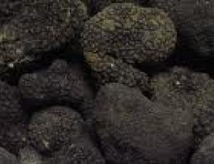 tartufo nero.jpg