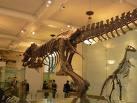 Museum Natural History di New York.jpg